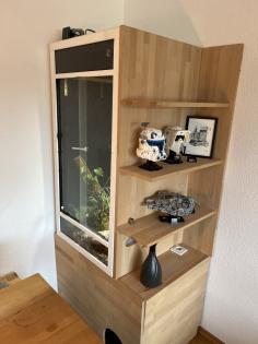 Albino Kornnatter mit Terrarium