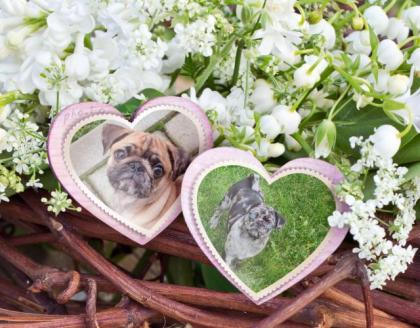 Mops Bande Bobby und Blue 