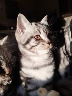 Typvoller junger BKH Kater mit Ahnentafel, geimpft, entwurmt, gechipt, kastriert