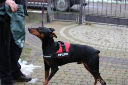 Reinrassiger Dobermann in Not in der Ukraine