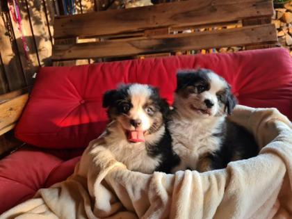 Traumhafte, reinrassige Australian Shepherd Welpen abzugeben!