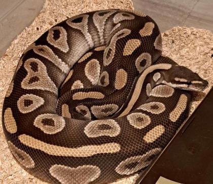 0,1 Königspython Mojave het Clown