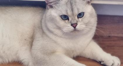 Deckkater Stammbaum blauen Augen BKH Farbe seal-silver-shaded-point ns 11-33