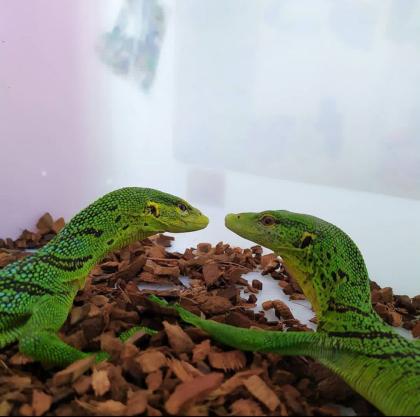 Varanus Prasinus (Smaragdbaumwaran)