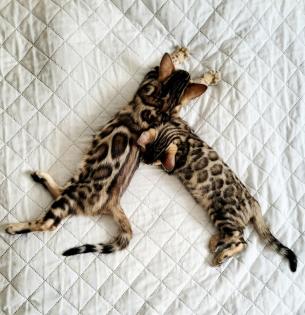 Bengal Kitten mit Stammbaum???
