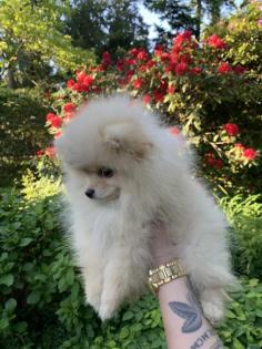 Pomeranian zwergspitz Boo