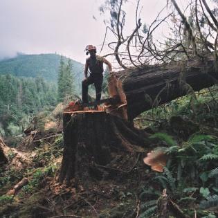 Brennholz Aufarbeitung und Produktion vor Ort
