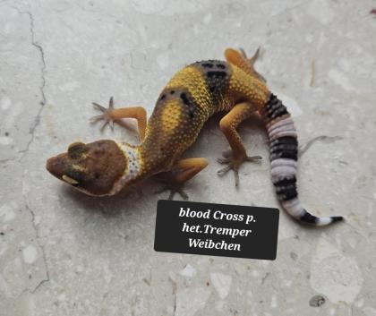 Tolle Leopardgecko Jungtiere aus 2024