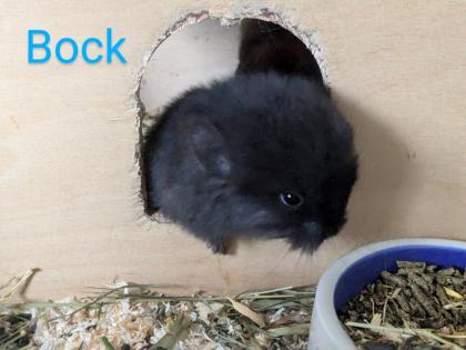 Chinchilla Babys (Angora / Angoraträger) suchen ein Zuhause