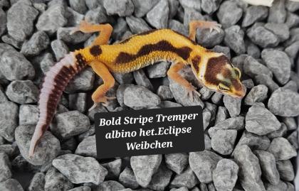 Tolle Leopardgecko Jungtiere aus 2024