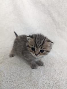 Sechs süße BKH Kitten geb. 06.05.23 suchen ab Ende Juli ein neues Zuhause