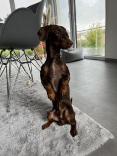 Bruno Dackel-Jackrussel 