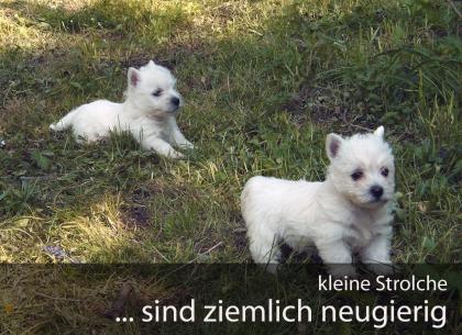 Westi Welpen suchen ein schönes neues zuhause!