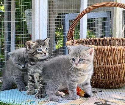 Wuschelweiche Kitten