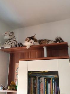 BLH Deckkater 