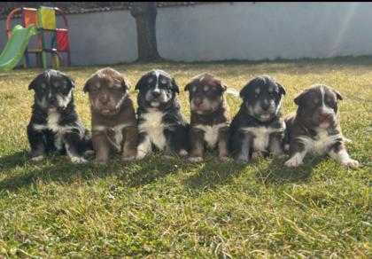 Showline Labrador husky Welpen