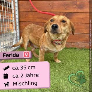 Ferida (w), 2 Jahre, 35 cm, Slowakei