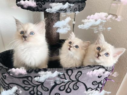 Heilige Birma Kitten / unsere zuckersüßen Wölkchen :)