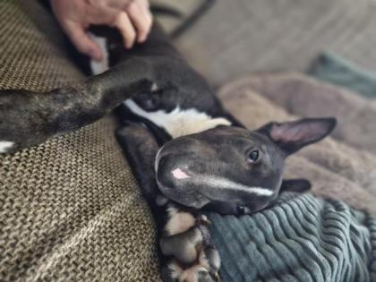 Miniatur Bullterrier
