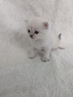 Sechs süße BKH Kitten geb. 06.05.23 suchen ab Ende Juli ein neues Zuhause