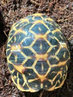 Südindische Sternschildkröten Jungtiere geboren 06/2023 mit Papieren