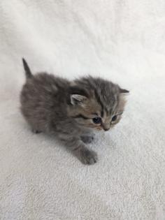 Sechs süße BKH Kitten geb. 06.05.23 suchen ab Ende Juli ein neues Zuhause