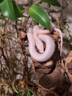 Kornnatter Schlangen