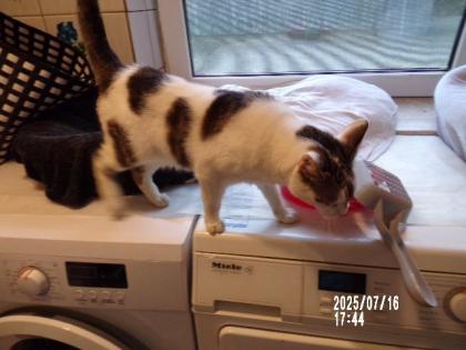 Suche Nadel im Heuhaufen