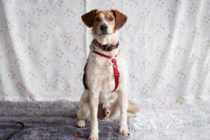 MONDO  Schutzgebühr: € 300,--  männlich  8 Jahre  47 cm  15 kg  Mix  Gechipt  Ka