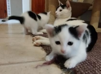 Katzenbabys schwarz-weiß zur baldigen Abgabe