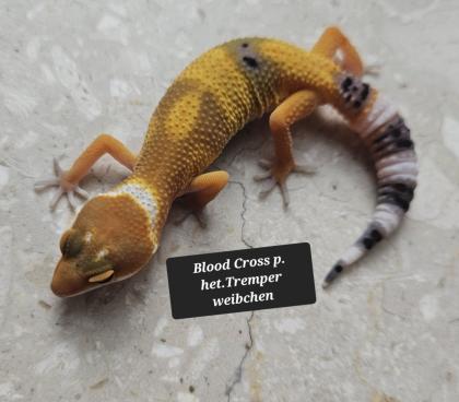 Tolle Leopardgecko Jungtiere aus 2024