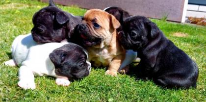 Französische Bulldoggen Welpen