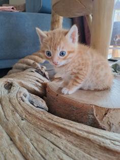 Edelmix Sibirische Waldkatze und Bengal Kitten