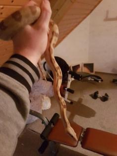 Honduras constrictor imperator