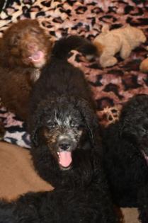 Zwei zauberhafte Bernedoodle Welpen (1w, 1m) suchen liebe Familien