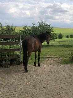 Reitpony Mix Wallach, 3 jährig, 1,45 m, Freizeit, Western, Dressur
