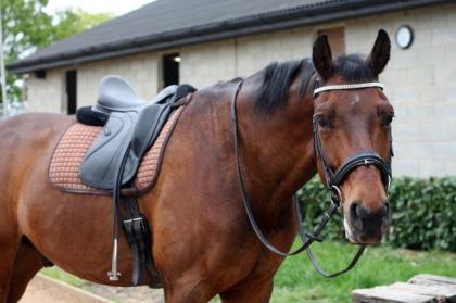 Reitbeteiligung gesucht (Reiter sucht Pferd)