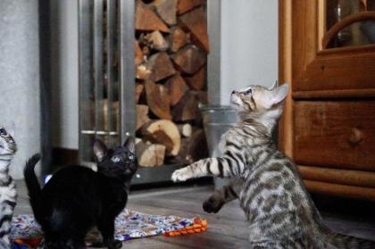 Reinrassige liebevolle Bengal Kitten mit Stammbaum