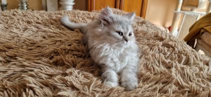 Perser Baby´s mit richtige Nase