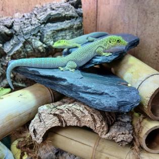 Phelsuma standingi (NZ) - Dornwaldgecko