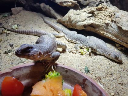 2.1 Wüstenleguane Dipsosaurus dorsalis