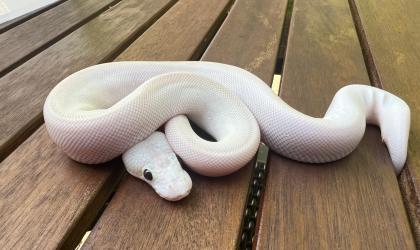 1.0 Banana Champagne FireFly