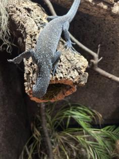 Varanus macraei 1.0 nz18