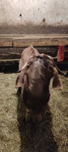 Burenziegen 1Bock & 1 tragende Ziege