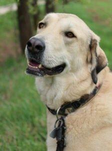 Zimtschnecke - weiblich  4 Jahre  78 cm  47 kg  Kangal-Mix Gechipt Kastriert