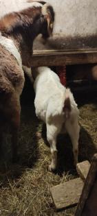 Burenziegen 1Bock & 1 tragende Ziege