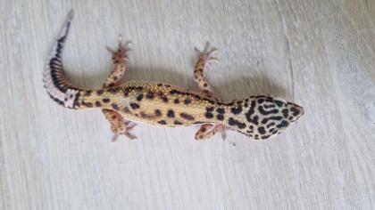 3 Leopardgecko 0.0.3 zu verkaufen