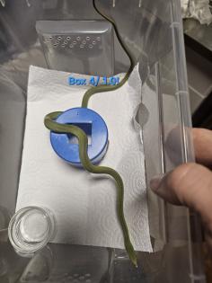 Philodryas baroni DNZ 08/25