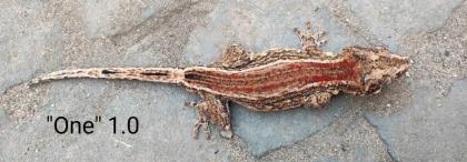 Rhacodactylus auriculatus (Höckerkopfgeckos) für HAMM