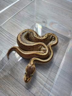 Weibliche Königspythons !!!!!!!!!!